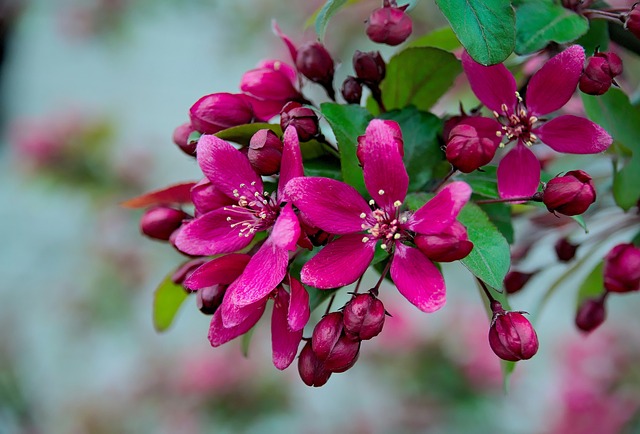 květy jabloně